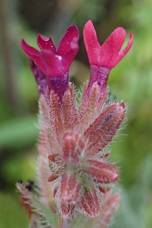 Anchusa hybrida \ Gewellte Ochsenzunge, Hybrid-Ochsenzunge, Rhodos Kattavia 25.3.2023