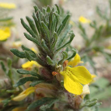 Ajuga chamaepitys subsp. chia \ stlicher Gelber Gnsel / Eastern Ground Pine, Rhodos Epta Piges 27.3.2019