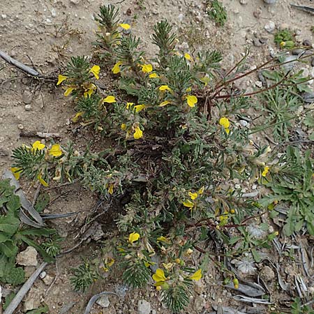 Ajuga chamaepitys subsp. chia \ stlicher Gelber Gnsel / Eastern Ground Pine, Rhodos Epta Piges 27.3.2019