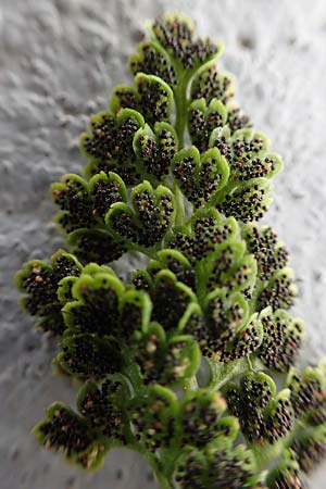 Anogramma leptophylla / Jersey Fern, Rhodos City 28.3.2019