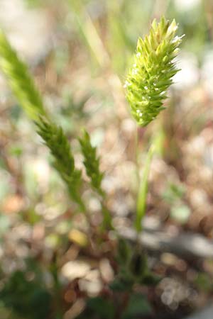 Rostraria cristata \ Echtes Bschelgras / Mediterranean Hair Grass, Rhodos Monolithos 31.3.2019
