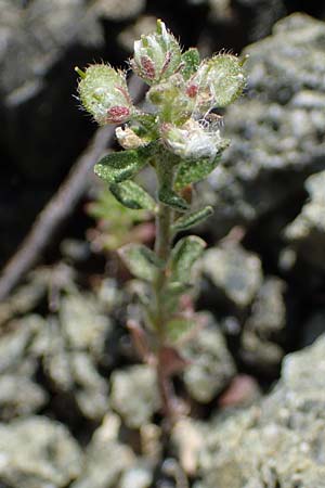 Alyssum simplex / Common Alison, Rhodos Moni Artamiti 27.3.2023