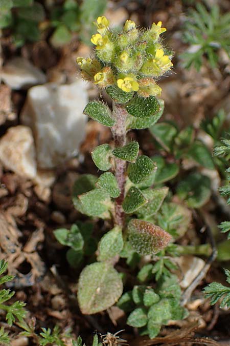 Alyssum minutum \ Kleines Steinkraut / Small Alison, Rhodos Attaviros 23.3.2023