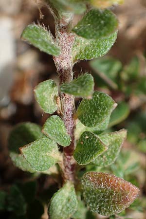 Alyssum minutum \ Kleines Steinkraut / Small Alison, Rhodos Attaviros 23.3.2023