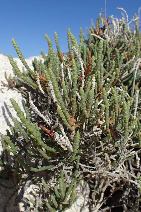 Salicornia glauca \ Graue Gliedermelde / Glaucous Glasswort, Rhodos City 28.3.2023