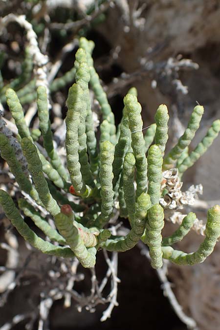 Salicornia glauca \ Graue Gliedermelde / Glaucous Glasswort, Rhodos City 28.3.2023