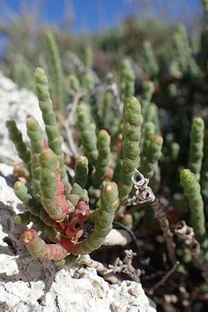 Salicornia glauca \ Graue Gliedermelde / Glaucous Glasswort, Rhodos City 28.3.2023