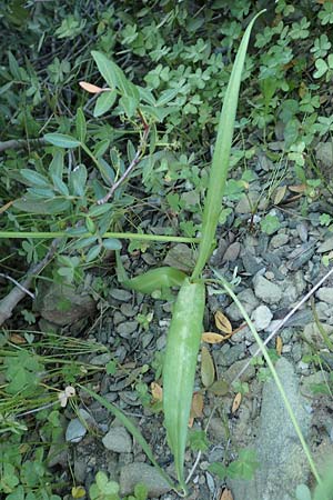 Allium neapolitanum \ Neapolitanischer Lauch / White Garlic, Rhodos Asklipio 24.3.2019