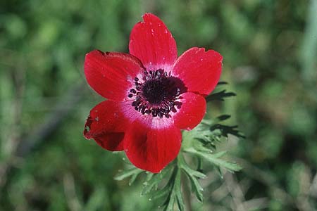 Anemone coronaria \ Kronen-Anemone / Poppy Anemone, Crown Anemone, Rhodos Lardos 19.3.2005