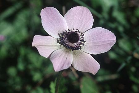 Anemone coronaria / Poppy Anemone, Crown Anemone, Rhodos Lardos 19.3.2005