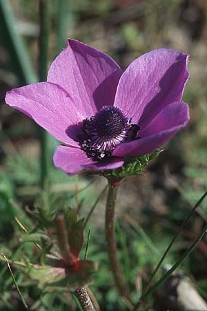 Anemone coronaria \ Kronen-Anemone / Poppy Anemone, Crown Anemone, Rhodos Massari 20.3.2005