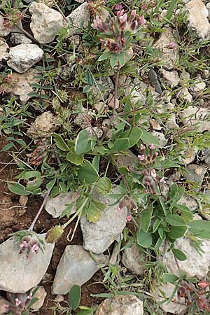 Anthyllis vulneraria subsp. praepropera / Red Kidney Vetch, Rhodos Prasonisi 1.4.2019