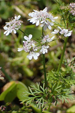 Scandix pecten-veneris / Shepherd's Needle, Rhodos Kolymbia 18.3.2023