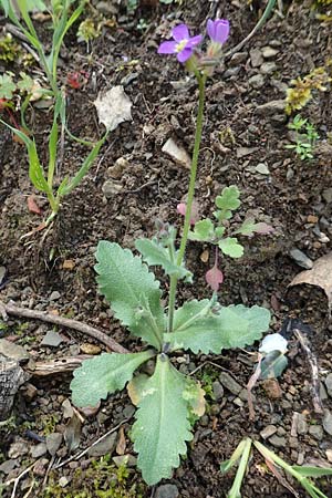 Arabis verna \ Frhlings-Gnsekresse / Spring Rock-Cress, Rhodos Embona 31.3.2019