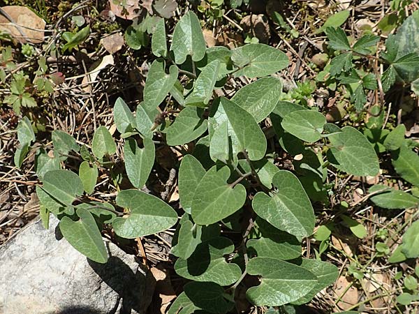 Aristolochia guichardii \ Guichards Osterluzei, Rhodos Profitis Ilias 2.4.2019