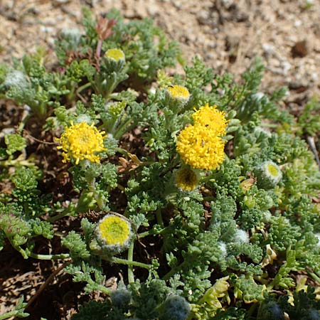 Anthemis rigida \ Steife Hundskamille, Rhodos Agathi Beach 26.3.2023