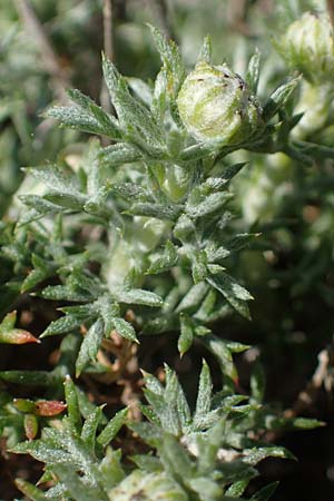 Anthemis rhodensis \ Rhodische Hundskamille / Rhodian Chamomile, Rhodos Moni Artamiti 27.3.2023