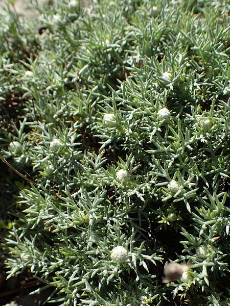 Anthemis rhodensis \ Rhodische Hundskamille / Rhodian Chamomile, Rhodos Moni Artamiti 27.3.2023