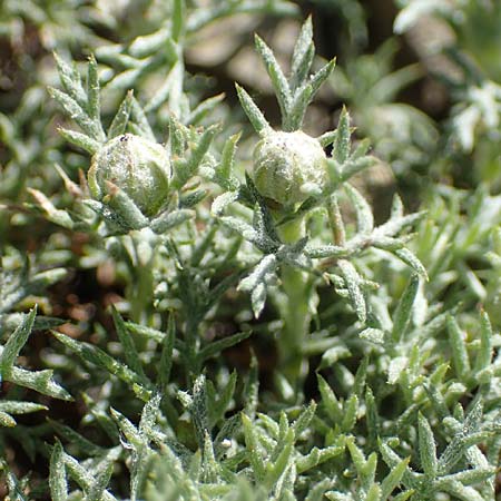 Anthemis rhodensis \ Rhodische Hundskamille / Rhodian Chamomile, Rhodos Moni Artamiti 27.3.2023