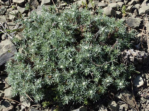 Anthemis rhodensis \ Rhodische Hundskamille / Rhodian Chamomile, Rhodos Moni Artamiti 27.3.2023