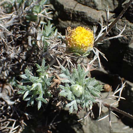 Anthemis rhodensis \ Rhodische Hundskamille / Rhodian Chamomile, Rhodos Moni Artamiti 27.3.2023