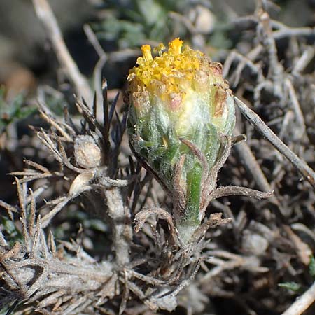 Anthemis rhodensis \ Rhodische Hundskamille / Rhodian Chamomile, Rhodos Moni Artamiti 27.3.2023