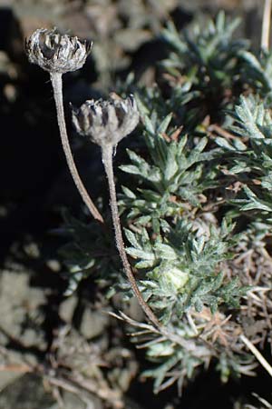 Anthemis rhodensis \ Rhodische Hundskamille / Rhodian Chamomile, Rhodos Moni Artamiti 27.3.2023