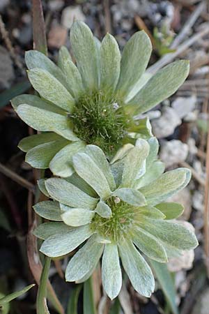 Filago pygmaea / Pygmy Cudweed, Rhodos Fourni Beach 31.3.2019