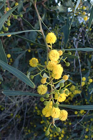 Acacia saligna \ Weidenblttrige Akazie / Golden Wreath Wattle, Port Jackson Willow, Rhodos Haraki 15.3.2023