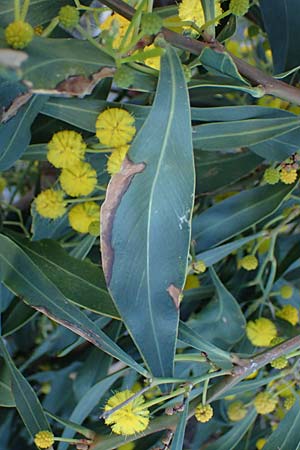 Acacia saligna \ Weidenblttrige Akazie / Golden Wreath Wattle, Port Jackson Willow, Rhodos Haraki 15.3.2023