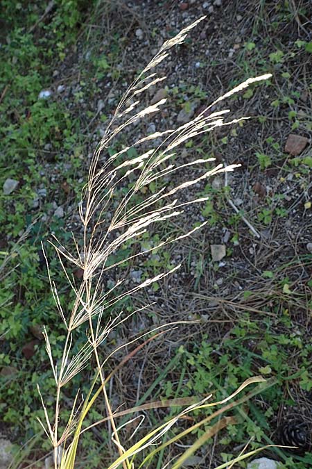 Oloptum miliaceum \ Gewhnlicher Grannenreis / Rice Grass, Smilo Grass, Rhodos Mount Smith 18.3.2023