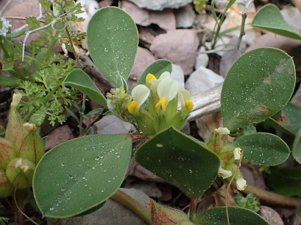 Anthyllis tetraphylla \ Blasen-Wundklee / Four-Leaved Kidney Vetch, Bladder Vetch, Rhodos Attaviros 24.3.2023