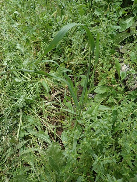 Avena sterilis \ Wild-Hafer, Tauber Hafer / Animated Oat, Winter Wild Oat, Rhodos City 28.3.2019