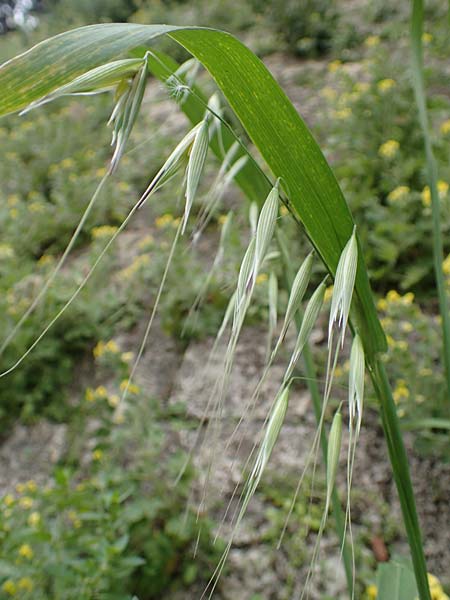 Avena sterilis \ Wild-Hafer, Tauber Hafer / Animated Oat, Winter Wild Oat, Rhodos City 28.3.2019