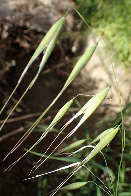 Avena sterilis \ Wild-Hafer, Tauber Hafer / Animated Oat, Winter Wild Oat, Rhodos Pastida 29.3.2023