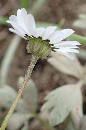 Bellis annua \ Einjhriges Gnseblmchen / Annual Daisy, Rhodos Epta Piges 27.3.2019