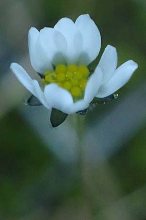 Bellis annua \ Einjhriges Gnseblmchen, Rhodos Laerma 19.3.2023