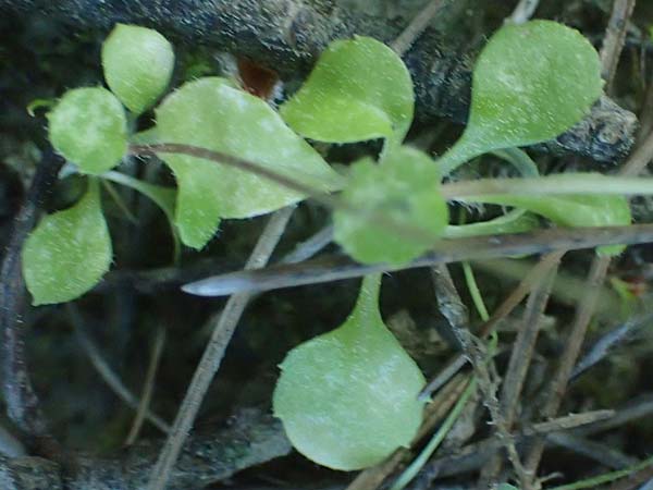 Bellis annua \ Einjhriges Gnseblmchen, Rhodos Laerma 19.3.2023