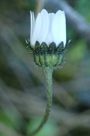 Bellis annua \ Einjhriges Gnseblmchen / Annual Daisy, Rhodos Laerma 19.3.2023