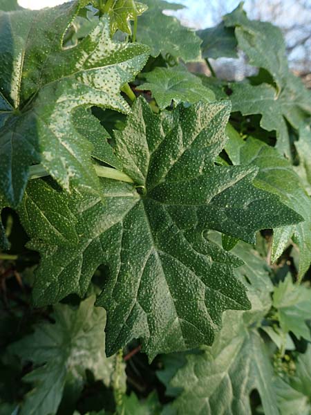 Bryonia cretica \ Zweihusige Zaunrbe / Cretan Bryony, Rhodos Mount Smith 18.3.2023