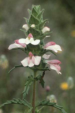 Bellardia trixago \ Bunte Bellardie, Rhodos Dimilia 29.4.1987