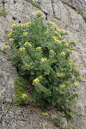 Hyoscyamus aureus \ Goldgelbes Bilsenkraut / Golden Henbane, Rhodos City 28.3.2019