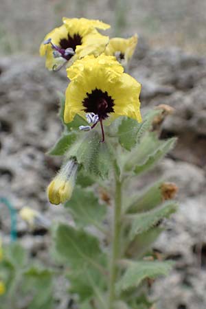 Hyoscyamus aureus \ Goldgelbes Bilsenkraut / Golden Henbane, Rhodos City 28.3.2019