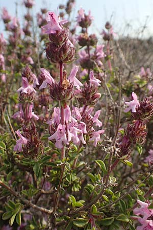 Satureja thymbra \ Thymianblttriges Bohnenkraut / Thyme-Leaved Savory, Pink Savory, Rhodos Lahania 3.4.2019