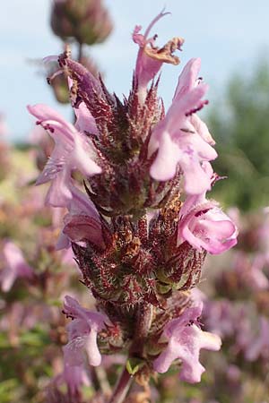 Satureja thymbra \ Thymianblttriges Bohnenkraut / Thyme-Leaved Savory, Pink Savory, Rhodos Lahania 3.4.2019