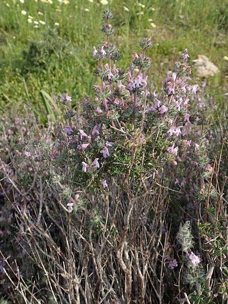 Satureja thymbra \ Thymianblttriges Bohnenkraut / Thyme-Leaved Savory, Pink Savory, Rhodos Lahania 3.4.2019