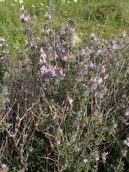 Satureja thymbra \ Thymianblttriges Bohnenkraut / Thyme-Leaved Savory, Pink Savory, Rhodos Lahania 3.4.2019