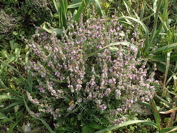 Satureja thymbra \ Thymianblttriges Bohnenkraut / Thyme-Leaved Savory, Pink Savory, Rhodos Lahania 3.4.2019