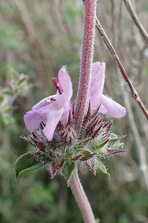 Satureja thymbra \ Thymianblttriges Bohnenkraut / Thyme-Leaved Savory, Pink Savory, Rhodos Lahania 3.4.2019