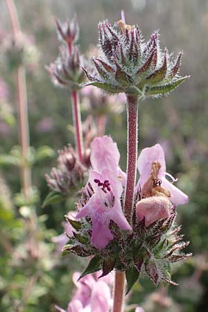 Satureja thymbra / Thyme-Leaved Savory, Pink Savory, Rhodos Lahania 3.4.2019